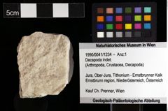 Foto (Objket + Etiketten) von Decapoda indet. 